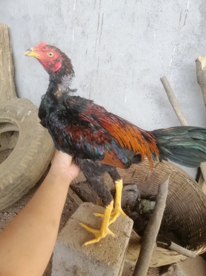 斗鸡