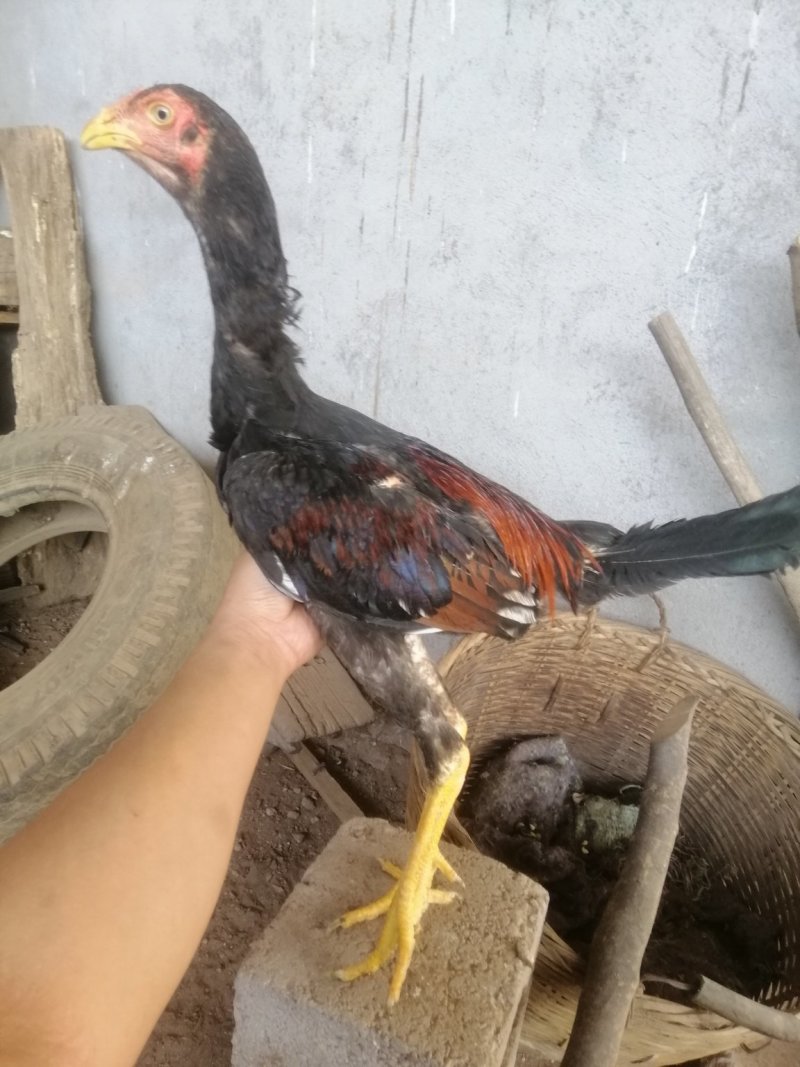 斗鸡