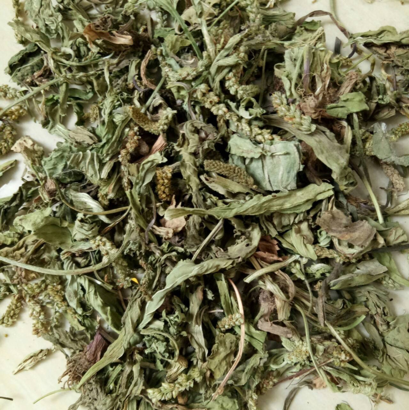 车前草中药材产地直销一手货源