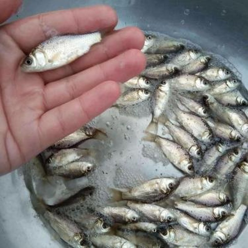 鲫鱼，青鱼，草鱼，扁鱼，黑鱼以及各种苗苗