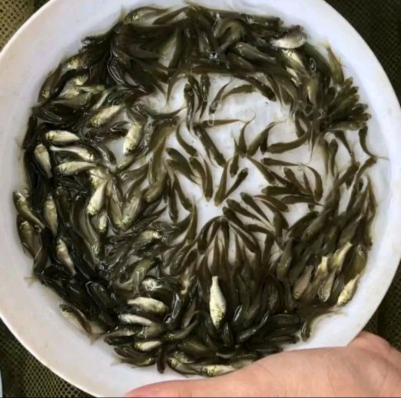 鲫鱼，青鱼，草鱼，扁鱼，黑鱼以及各种苗苗