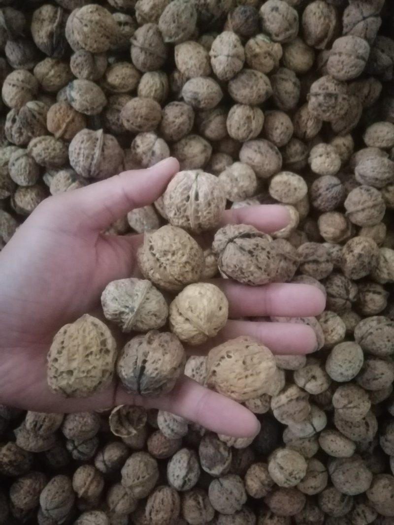 云南大麻子，不带运费