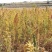 藜麦三色藜麦21年新货一级颗粒饱满口感好[8斤包邮]