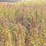 藜麦三色藜麦21年新货一级颗粒饱满口感好[8斤包邮]