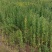 藜麦三色藜麦21年新货一级颗粒饱满口感好[8斤包邮]
