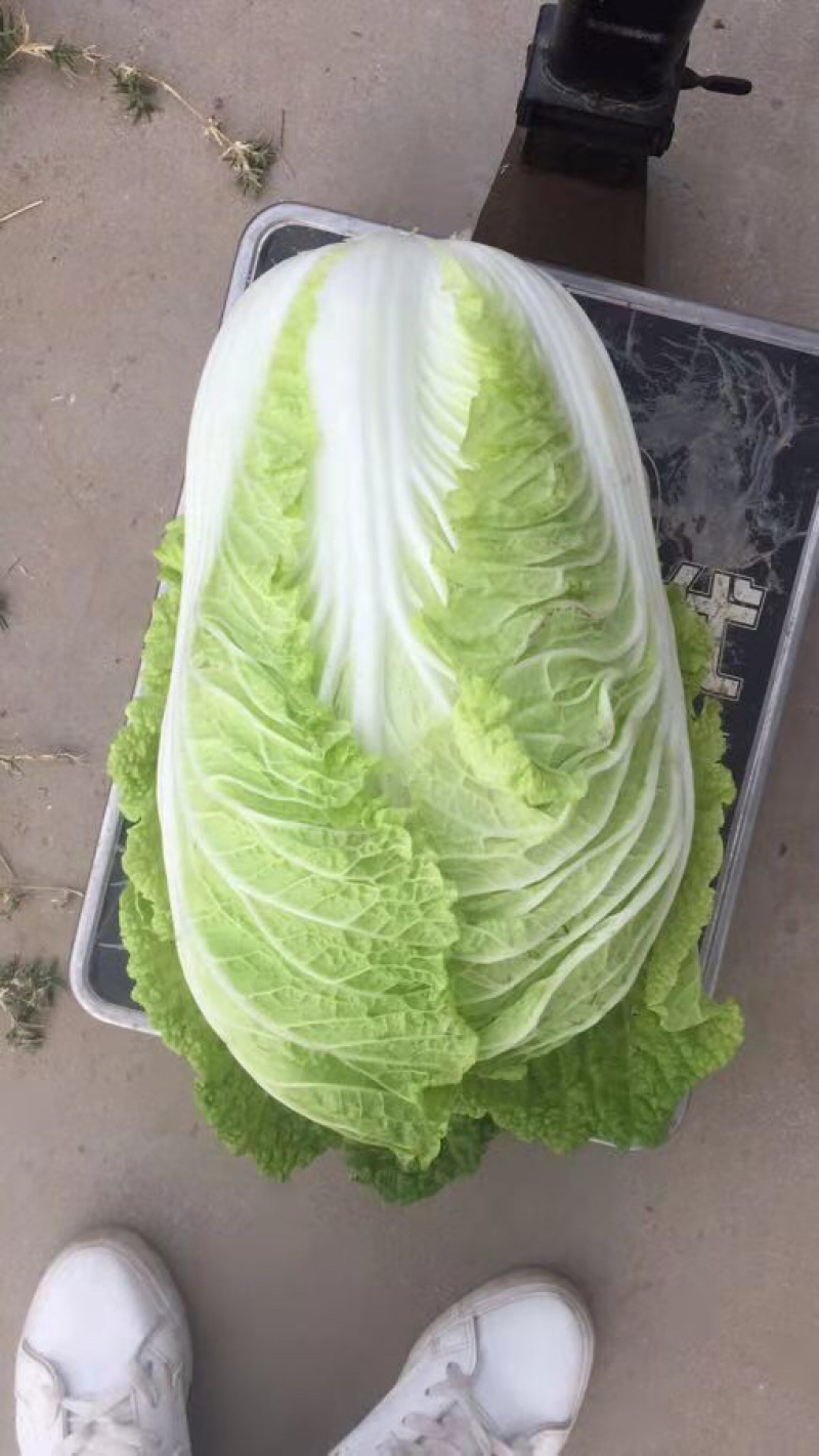 白菜
