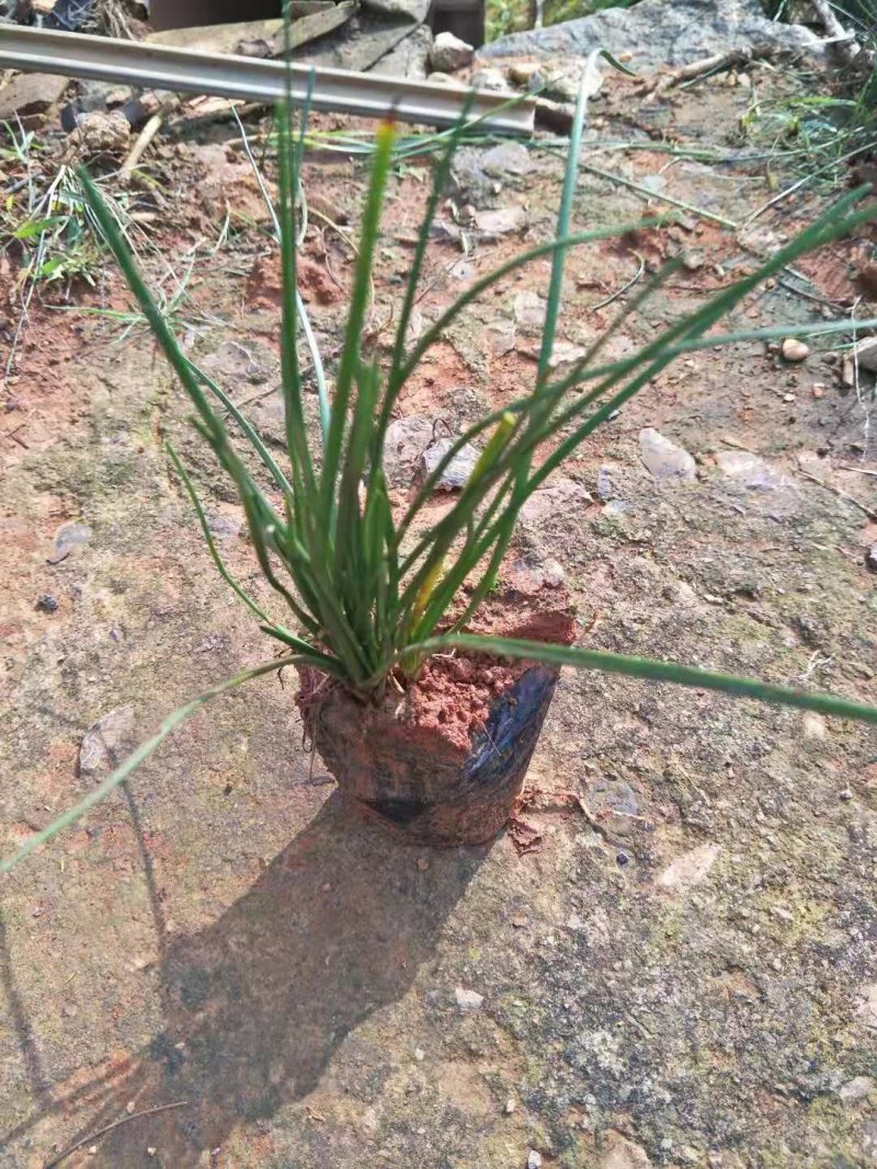 葱兰，葱莲/观花植物/葱兰