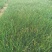 葱兰，葱莲/观花植物/葱兰