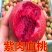 正宗【紫血桃树苗】直接可以下单包邮