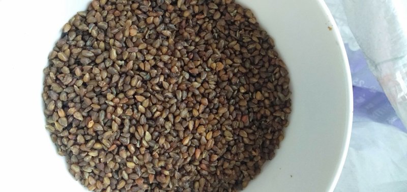 黑苦荞新货一级颗粒饱满8斤包邮一件代发量大从优
