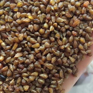黑苦荞新货一级颗粒饱满8斤包邮一件代发量大从优