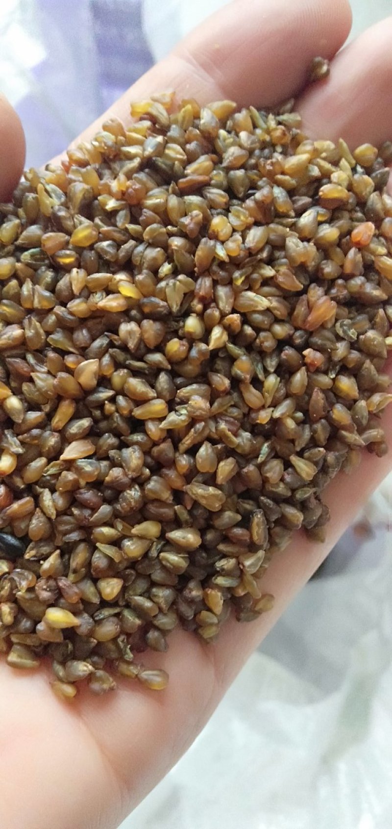 黑苦荞新货一级颗粒饱满8斤包邮一件代发量大从优