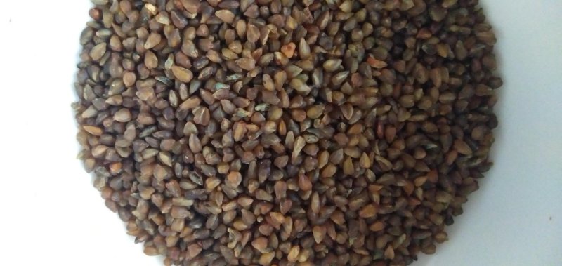 黑苦荞新货一级颗粒饱满8斤包邮一件代发量大从优