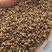 黑苦荞新货一级颗粒饱满8斤包邮一件代发量大从优