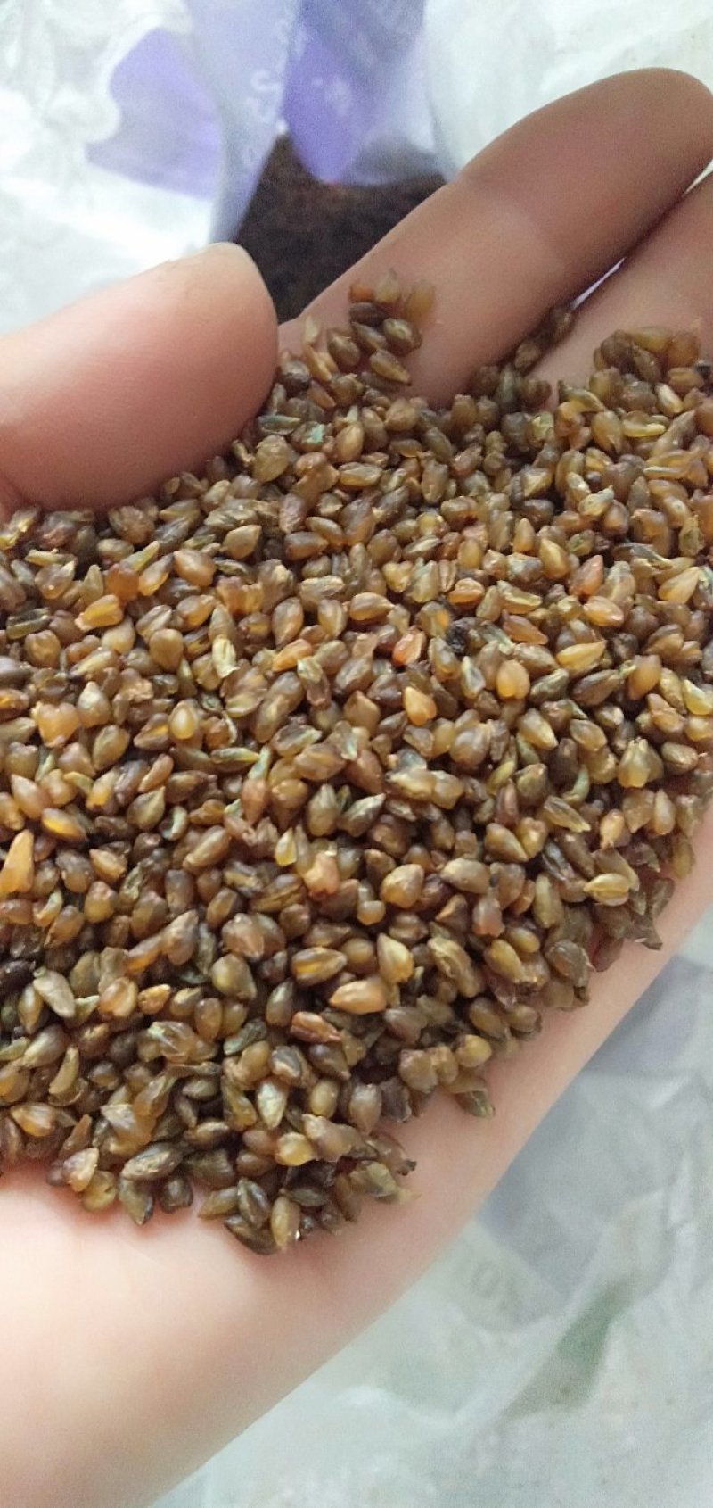 黑苦荞新货一级颗粒饱满8斤包邮一件代发量大从优