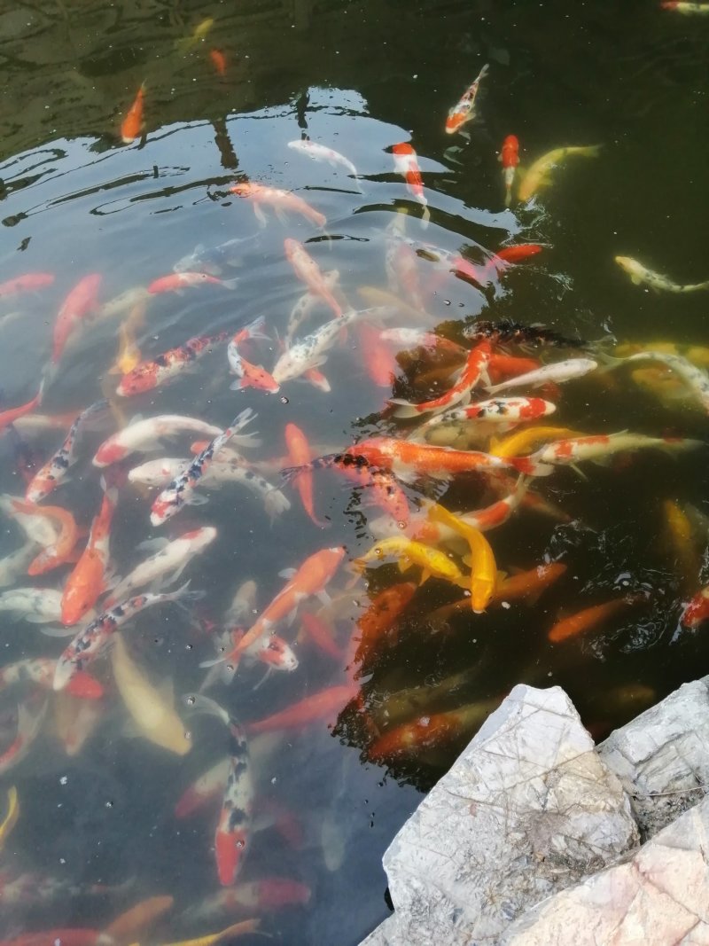 花鲢鱼苗，青鱼苗，草鱼苗，鲫鱼苗等