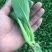 上海鸡毛菜