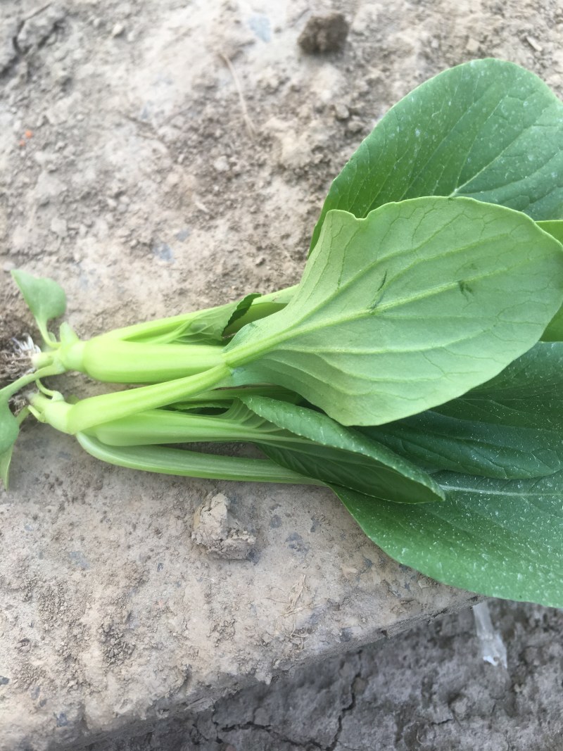 上海鸡毛菜