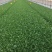 上海鸡毛菜