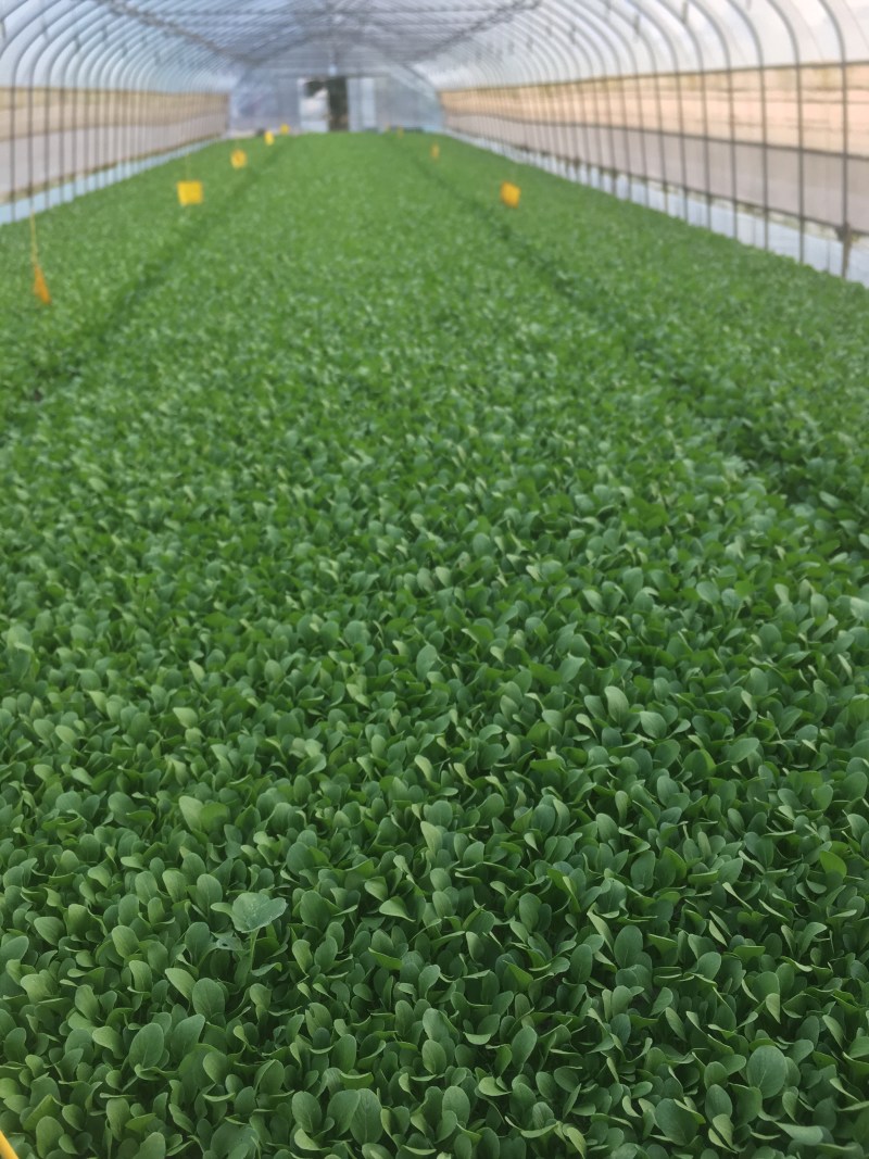 上海鸡毛菜