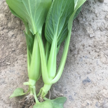 上海鸡毛菜
