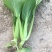 上海鸡毛菜