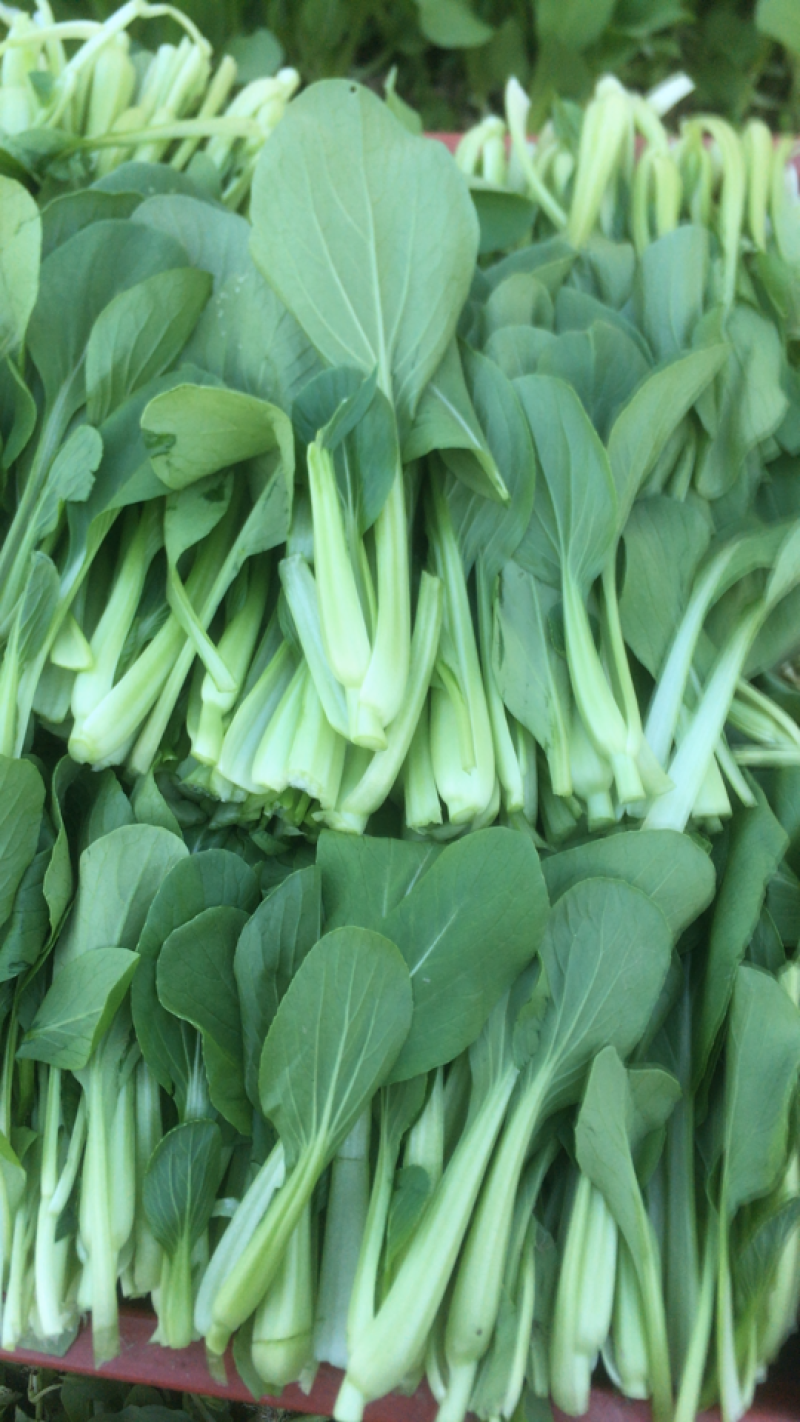 上海鸡毛菜