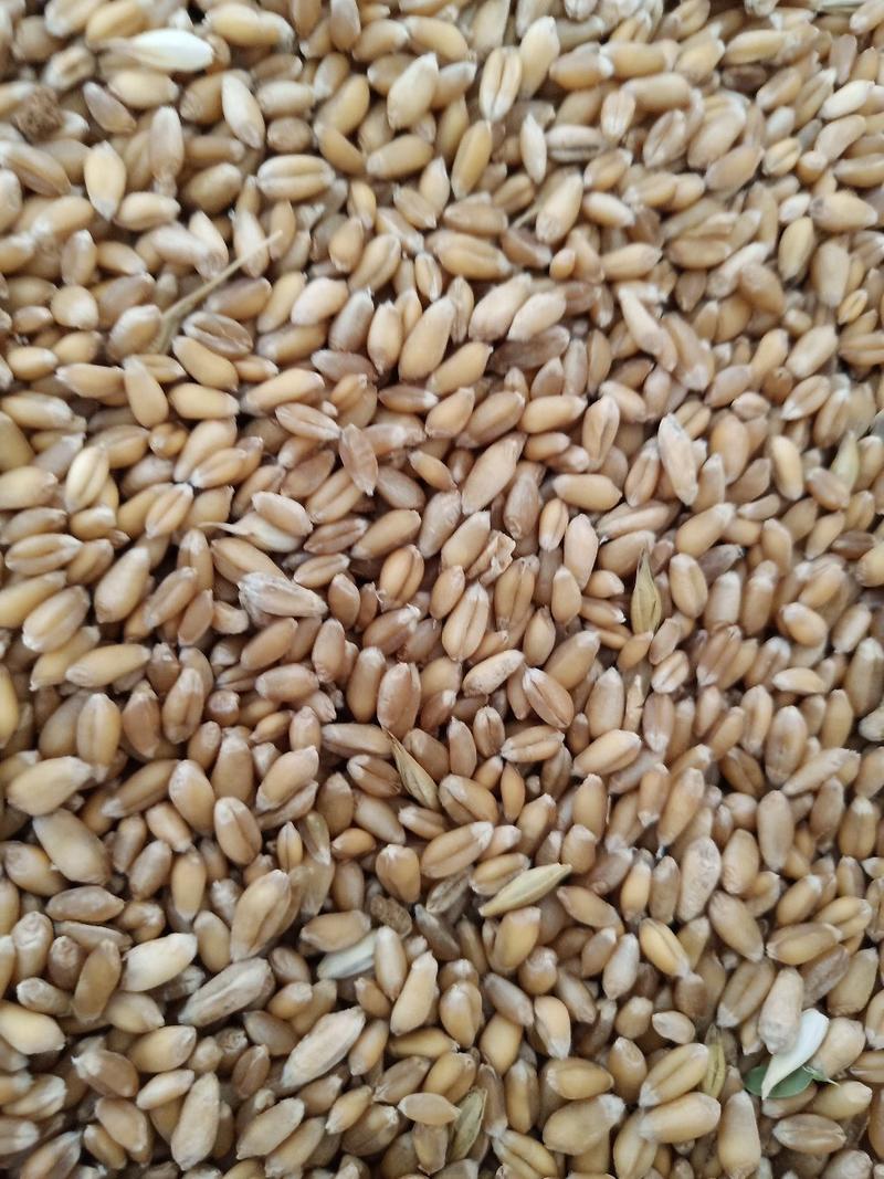 小麦12.5%以下