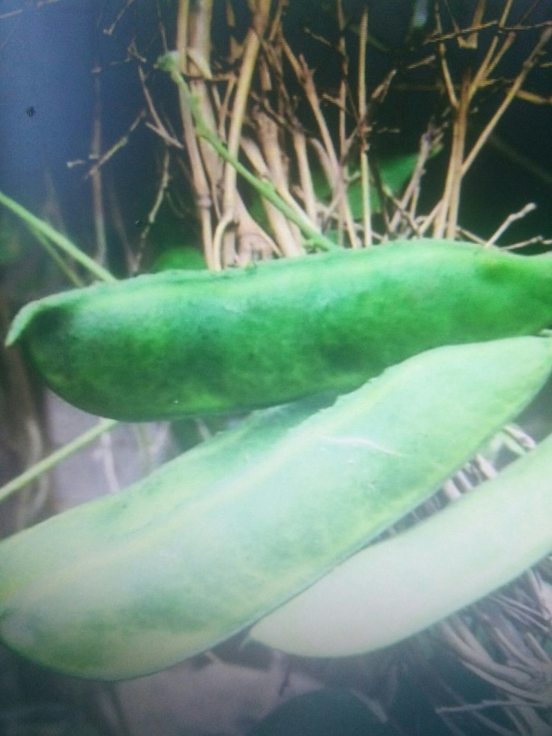 花豆