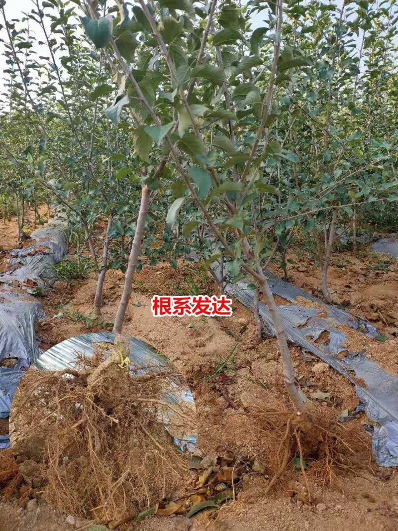 苹果苗晚熟品种烟富十号苹果树苗嫁接当年挂果