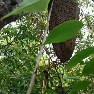 西双版纳纯野生蜂蜜