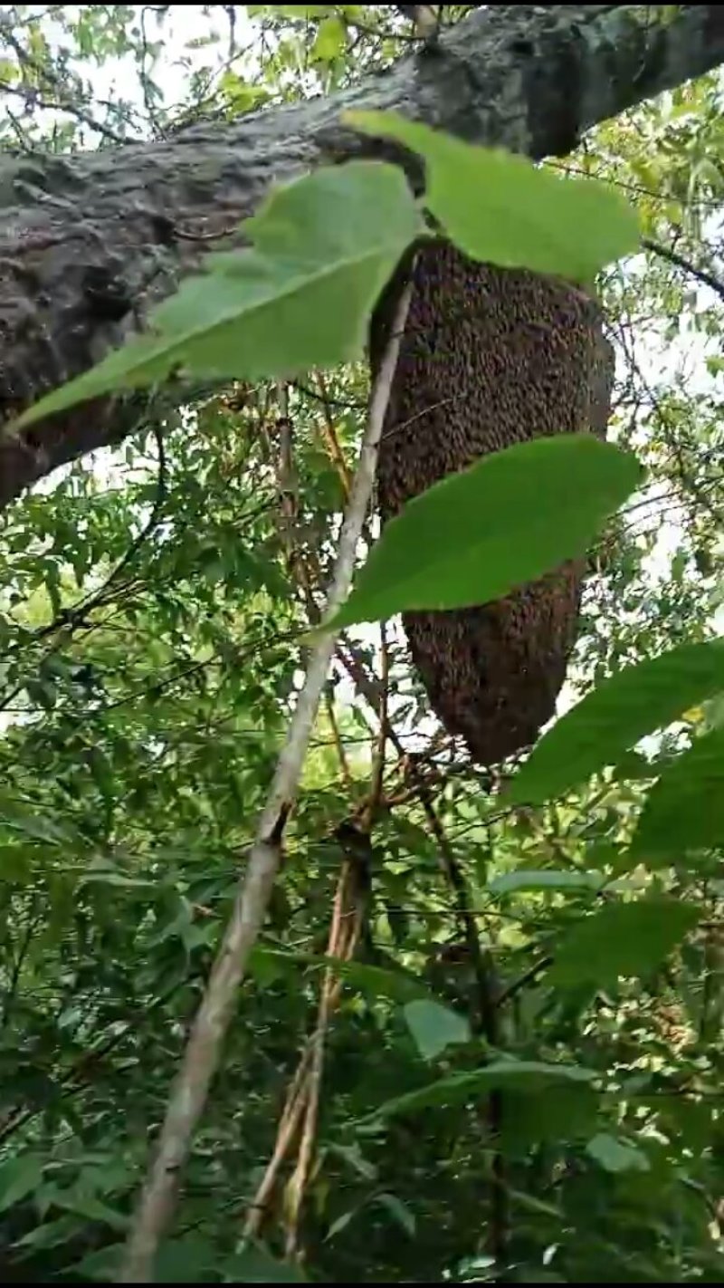 西双版纳纯野生蜂蜜