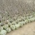 山东沾化枣树冬枣树一手货源，产地直发价格优惠靠谱