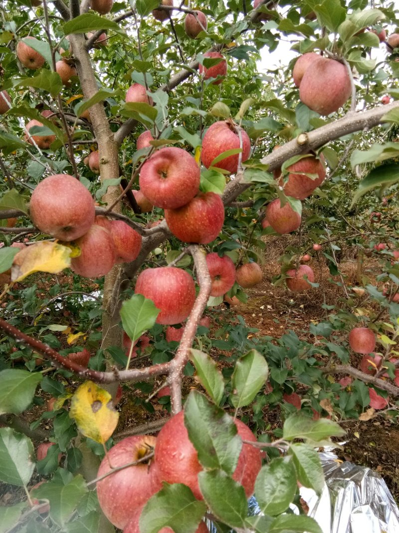 高山红富士，糖心苹果！