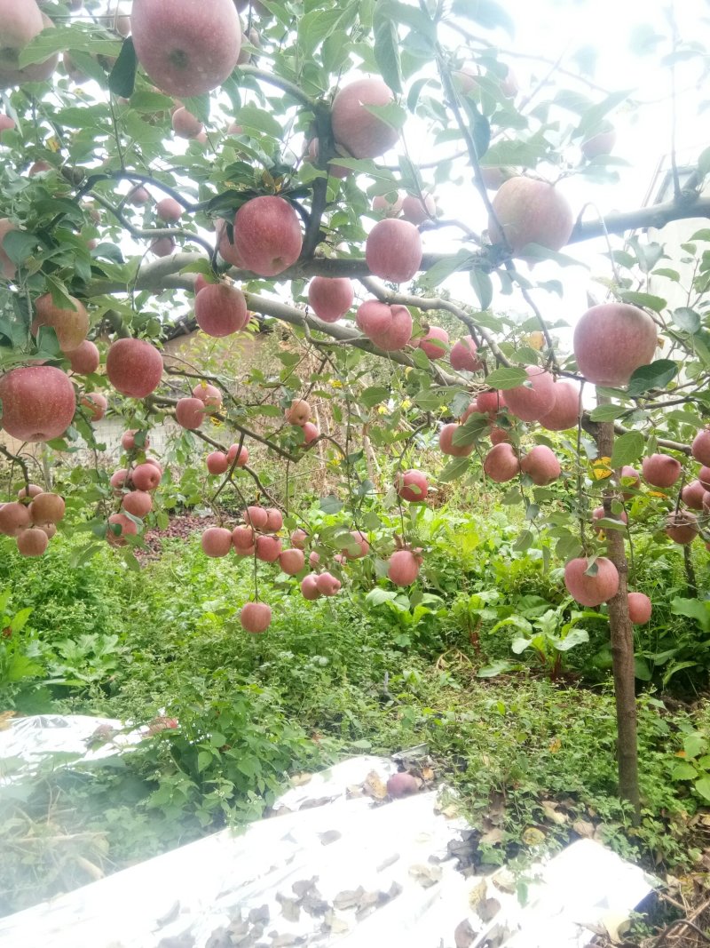高山红富士，糖心苹果！