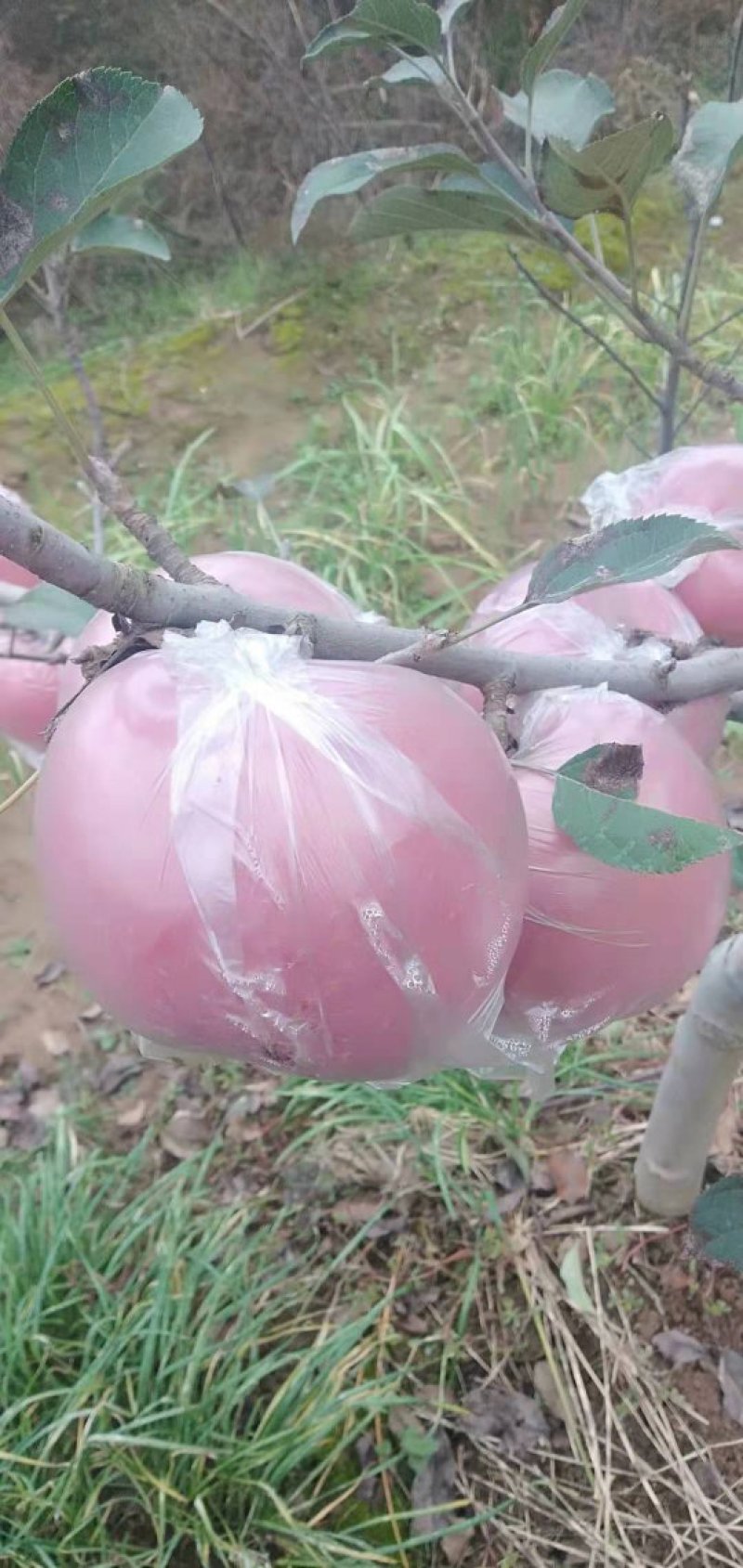 红富士苹果