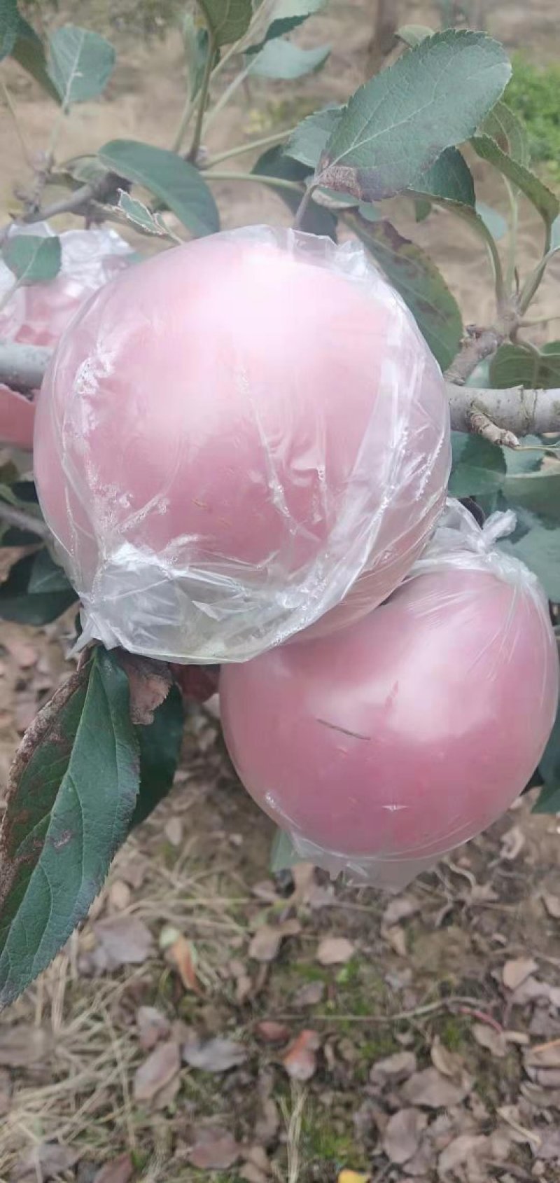 红富士苹果