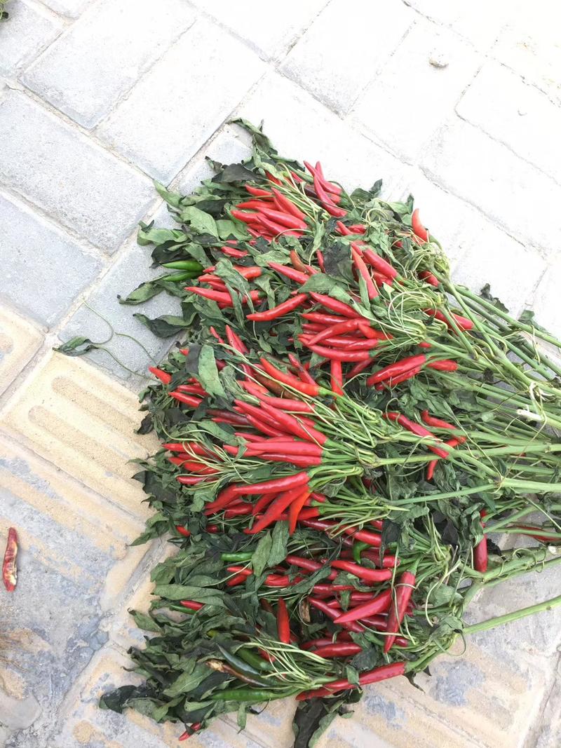 高辣簇生朝天椒种子果长6-7.5cm辣度高干鲜两用