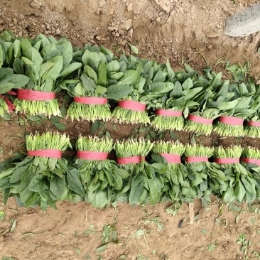 精品大叶菠菜，保质保量