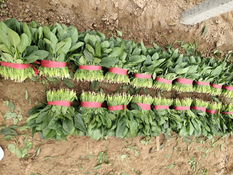 精品大叶菠菜，保质保量