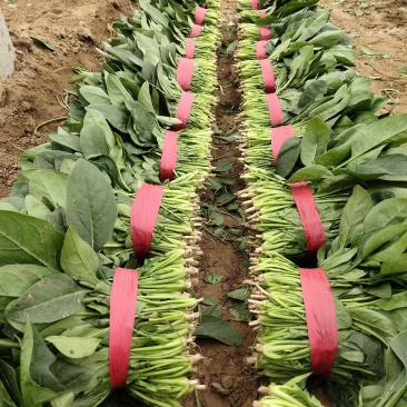 大叶菠菜，25公分做工漂亮，完全没有后顾之忧