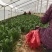 大叶菠菜，25公分做工漂亮，完全没有后顾之忧