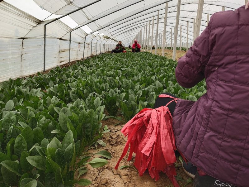 大叶菠菜，25公分做工漂亮，完全没有后顾之忧