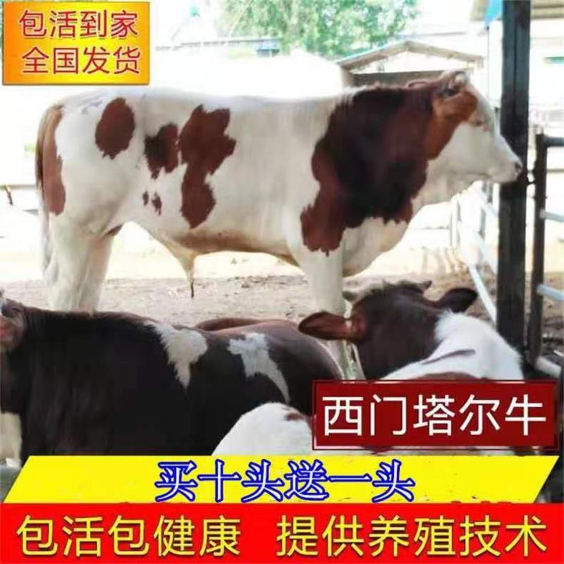 西门塔尔牛十头送一头西门塔尔种牛公牛小母牛怀孕母牛