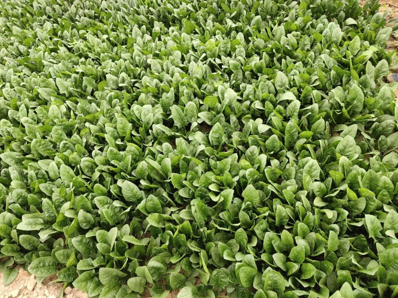 优质大叶菠菜，质量保证，万亩产地，规格齐全，诚信经营