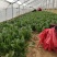 优质大叶菠菜，质量保证，万亩产地，规格齐全，诚信经营