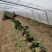 优质大叶菠菜，质量保证，万亩产地，规格齐全，诚信经营