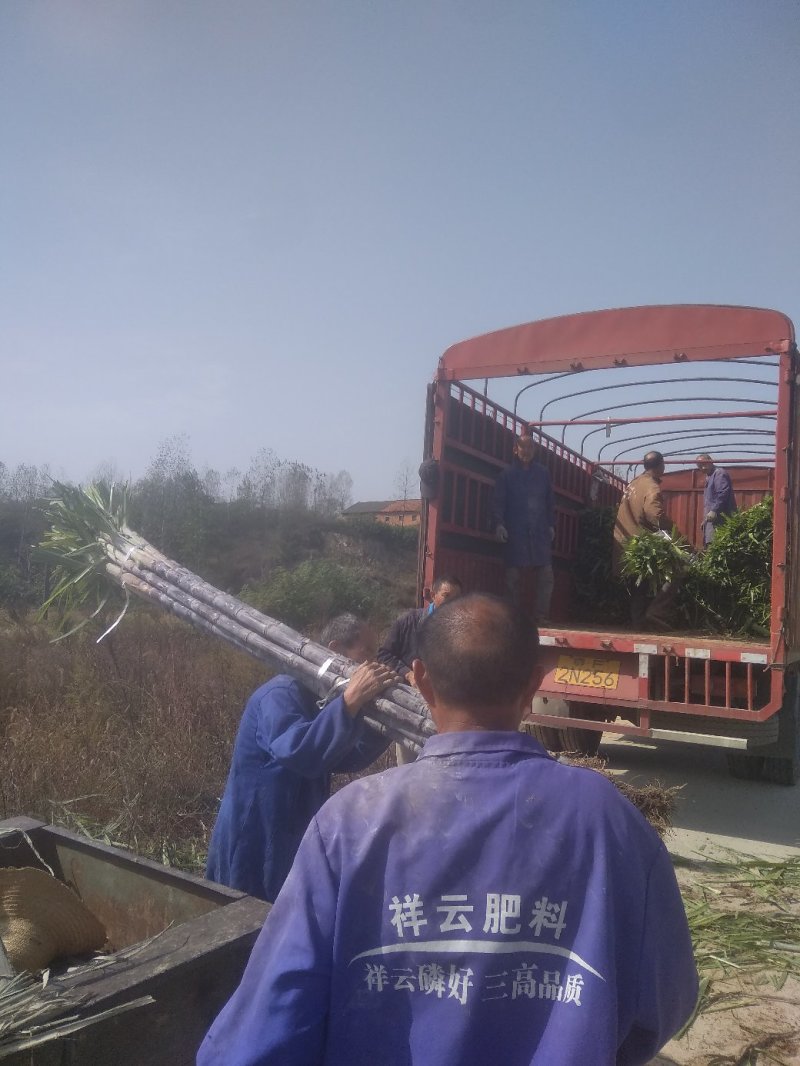 精品黑皮水果甘蔗，大量上市！梢部含糖量14点，量大从优