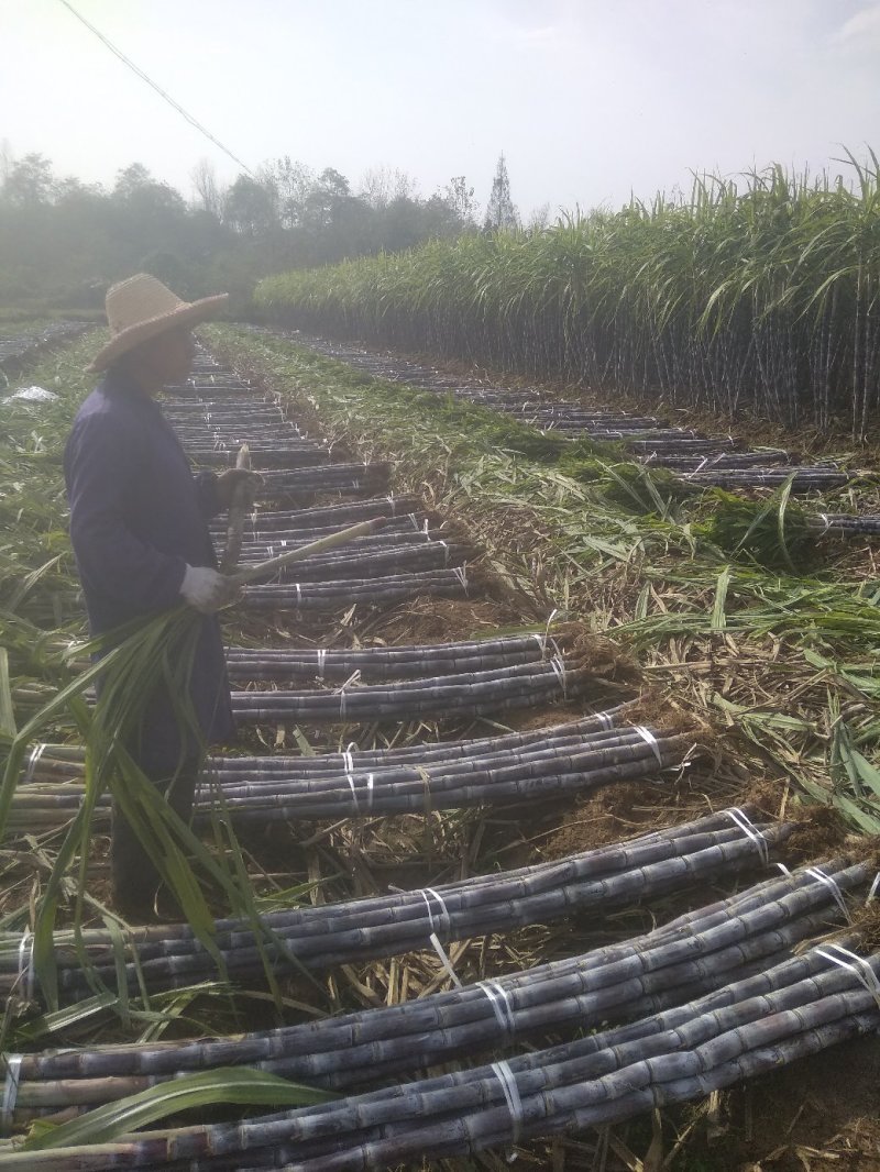 精品黑皮水果甘蔗，大量上市！梢部含糖量14点，量大从优