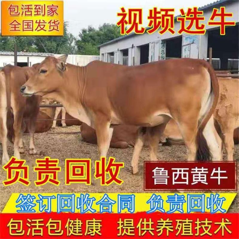 肉牛西门塔尔肉牛母牛种牛出售十头送一头